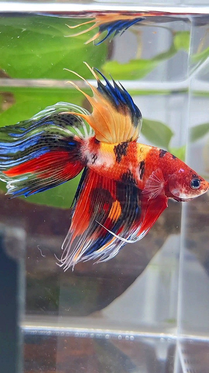 VEILTAIL CROWNTAIL SUPER MULTICOLOR BETTA FISH