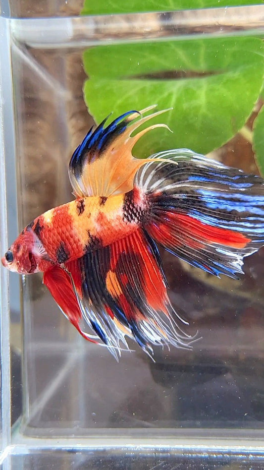 VEILTAIL CROWNTAIL SUPER MULTICOLOR BETTA FISH