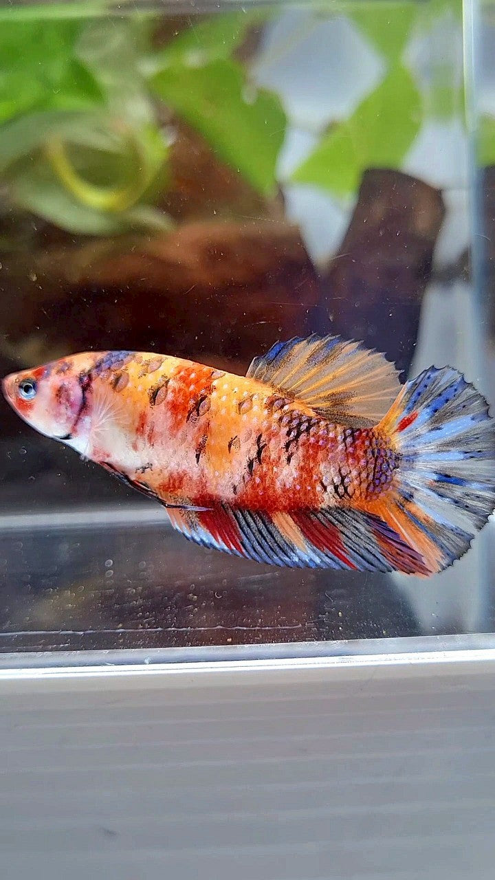 FEMALE GIANT ORANGE YELLOW FANCY MULTICOLOR BETTA FISH