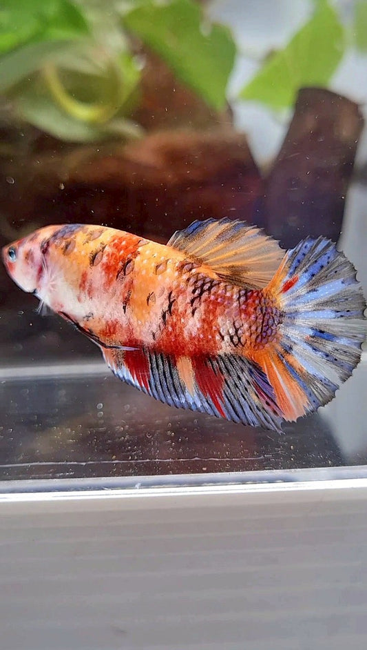FEMALE GIANT ORANGE YELLOW FANCY MULTICOLOR BETTA FISH