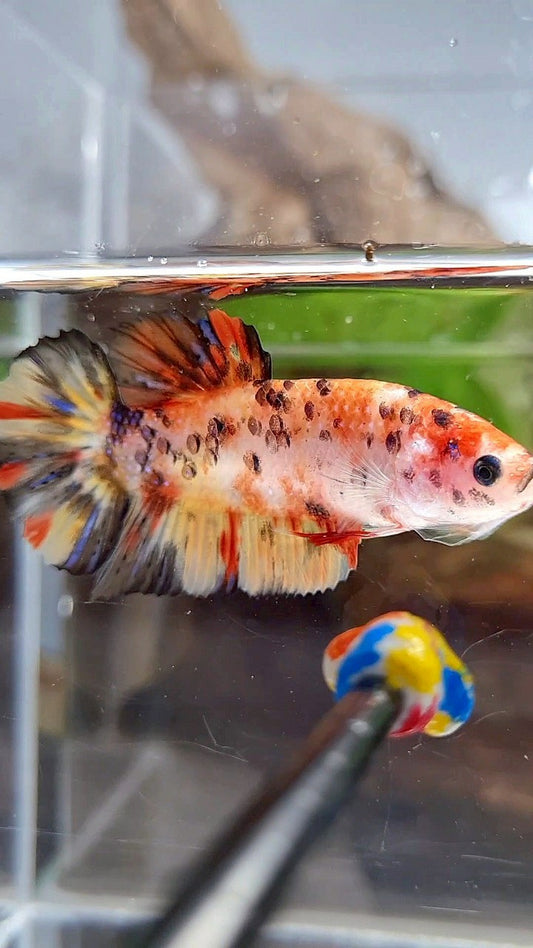 FEMALE GIANT ORANGE YELLOW TIGER MULTICOLOR BETTA FISH