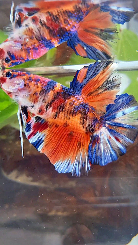 GIANT HMPK BO 5,5CM+ ORANGE KOI MULTICOLOR BETTA FISH