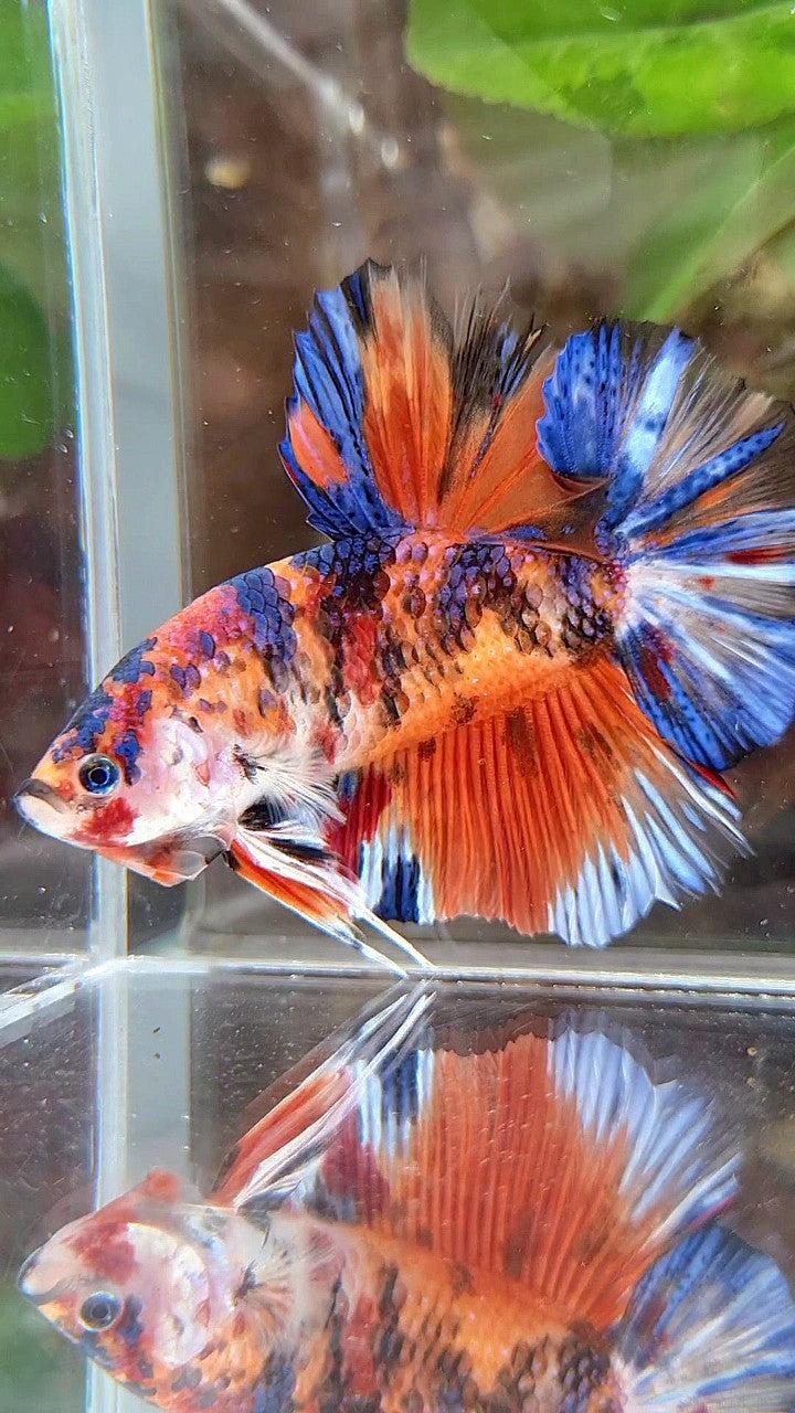 GIANT HMPK BO 5,5CM+ ORANGE KOI MULTICOLOR BETTA FISH