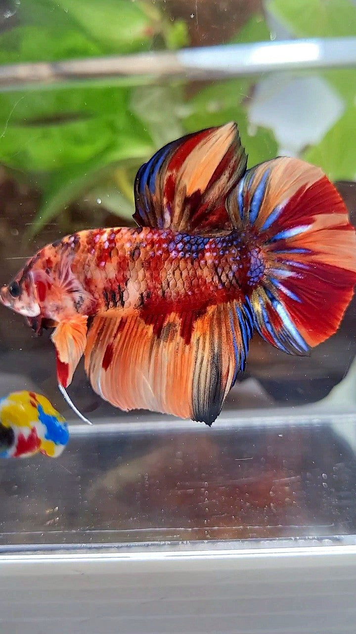 GIANT HMPK BO 5CM+ ORANGE TIGER MULTICOLOR BETTA FISH