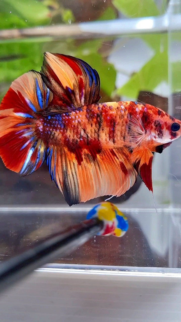 GIANT HMPK BO 5CM+ ORANGE TIGER MULTICOLOR BETTA FISH