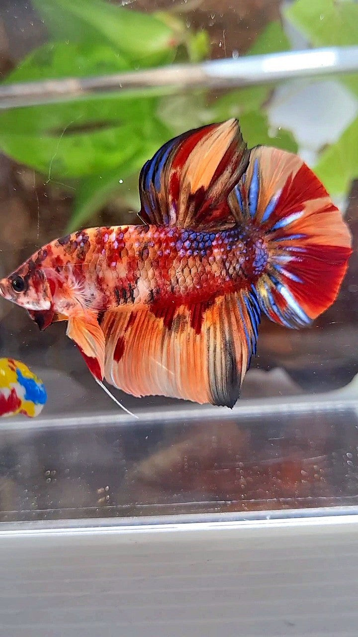 GIANT HMPK BO 5CM+ ORANGE TIGER MULTICOLOR BETTA FISH