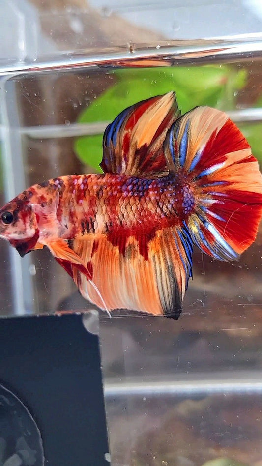 GIANT HMPK BO 5CM+ ORANGE TIGER MULTICOLOR BETTA FISH