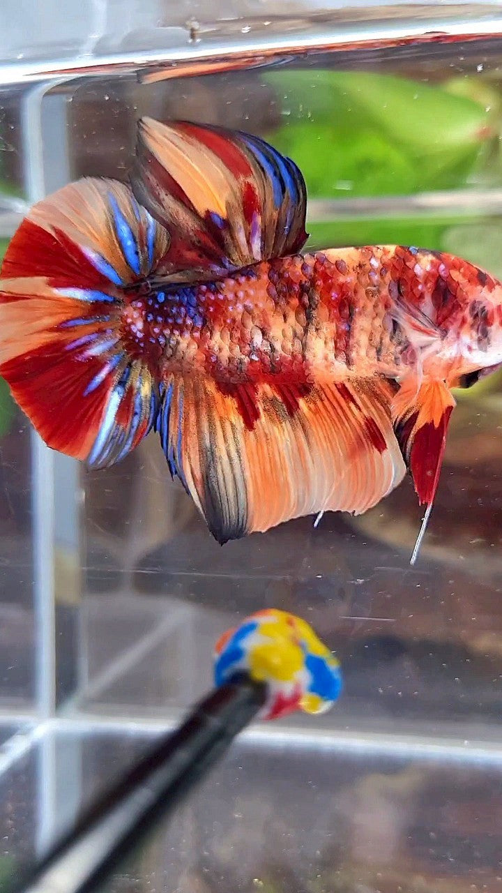 GIANT HMPK BO 5CM+ ORANGE TIGER MULTICOLOR BETTA FISH
