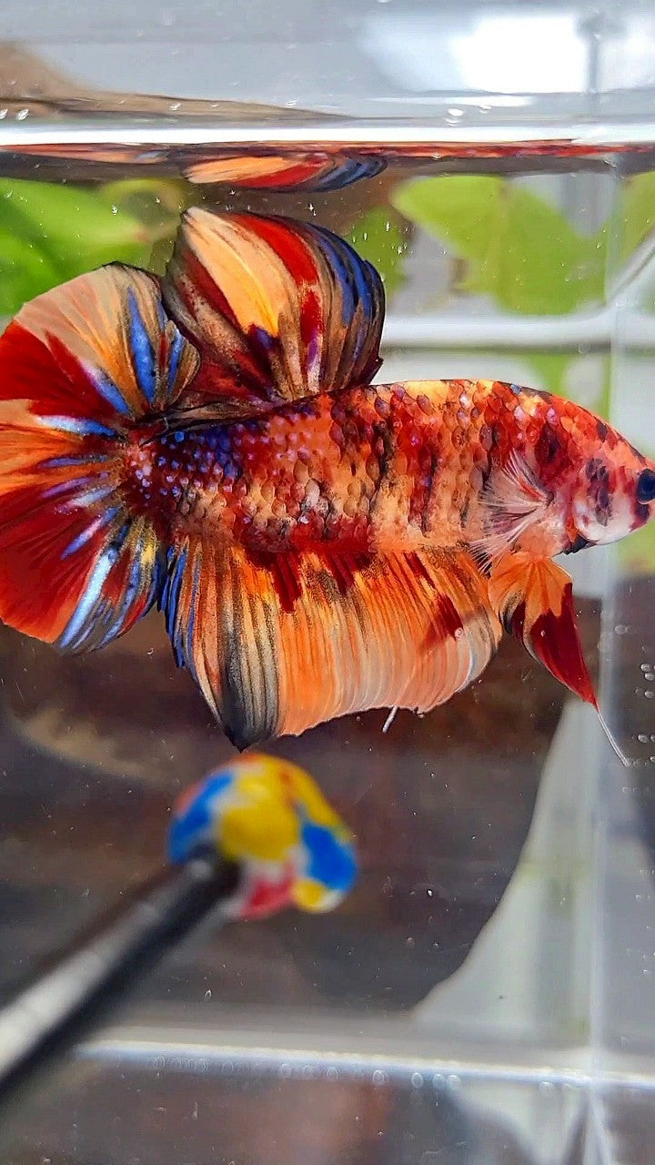GIANT HMPK BO 5CM+ ORANGE TIGER MULTICOLOR BETTA FISH
