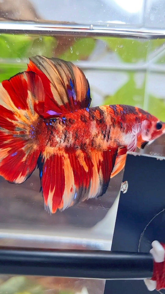 GIANT HMPK BO 5CM+ ORANGE FIRE MULTICOLOR BETTA FISH