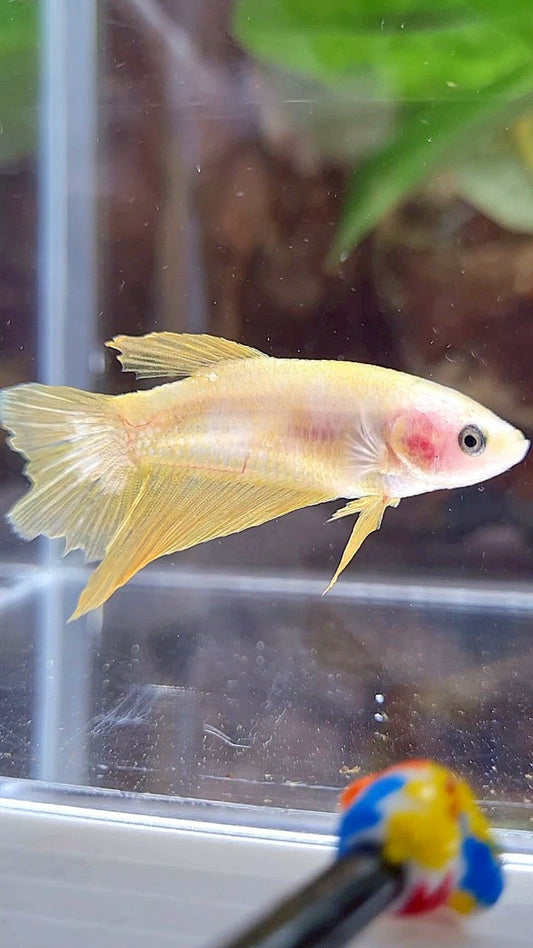 FEMALE HALFMOON YELLOW GOLD GALAXY BETTA FISH