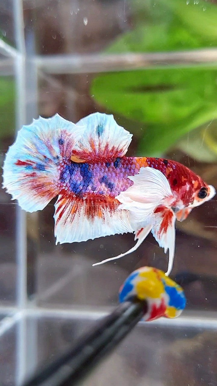 PLAKAT DUMBO EAR RED CANDY MULTICOLOR BETTA FISH