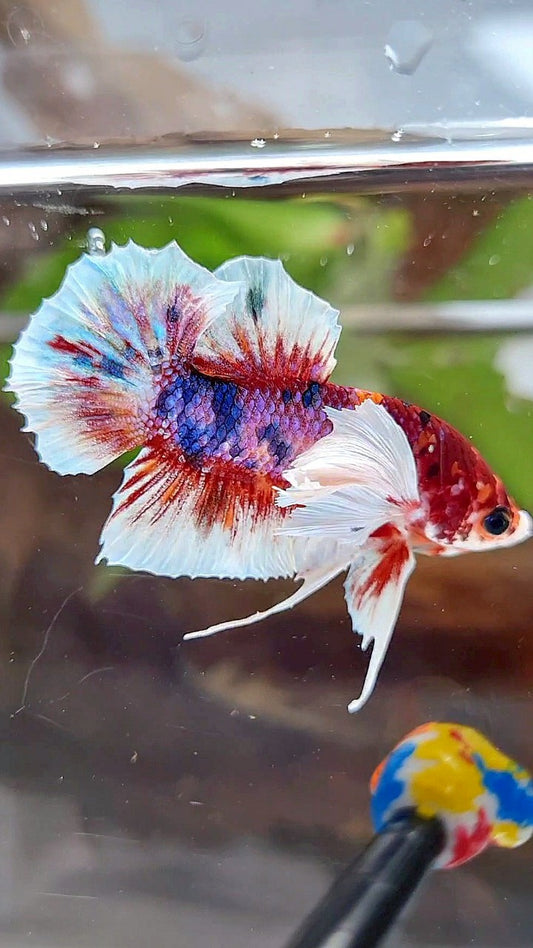 PLAKAT DUMBO EAR RED CANDY MULTICOLOR BETTA FISH