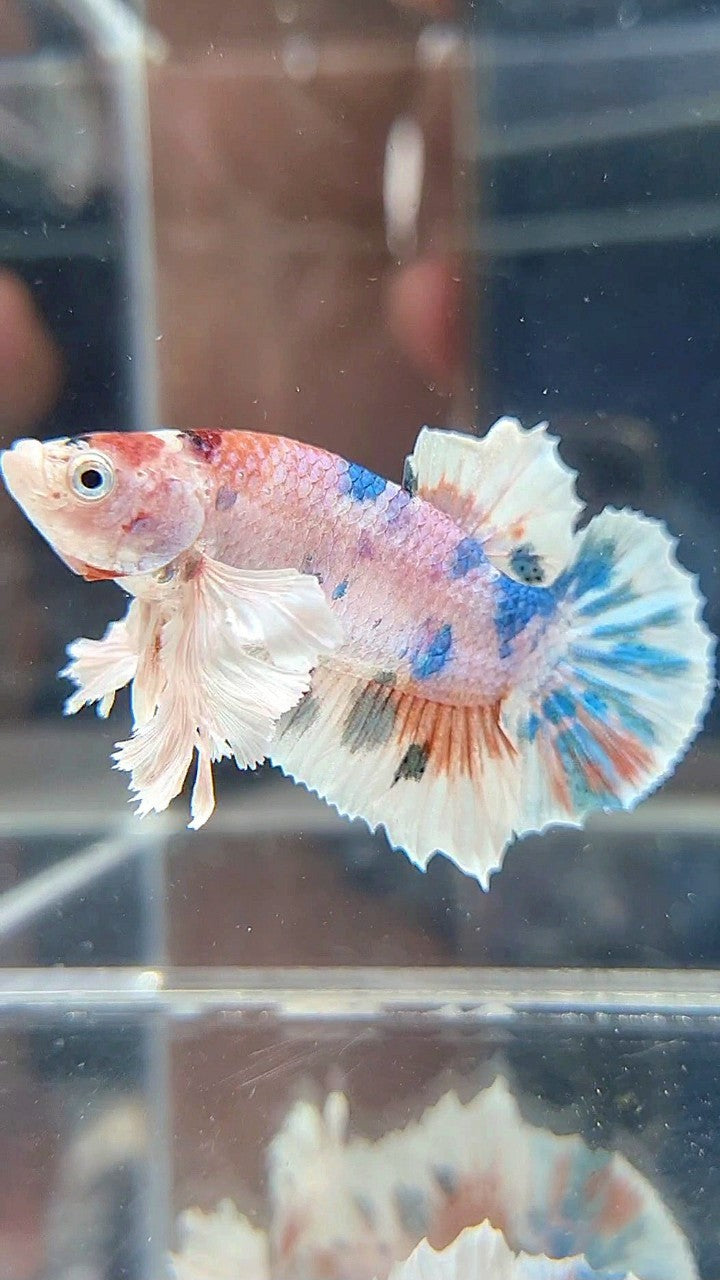 PLAKAT DUMBO EAR WHITE CANDY MULTICOLOR BETTA FISH