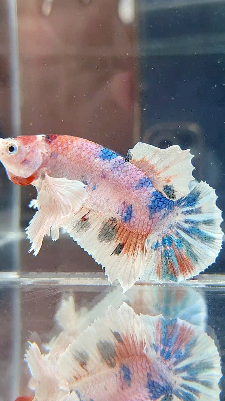 PLAKAT DUMBO EAR WHITE CANDY MULTICOLOR BETTA FISH