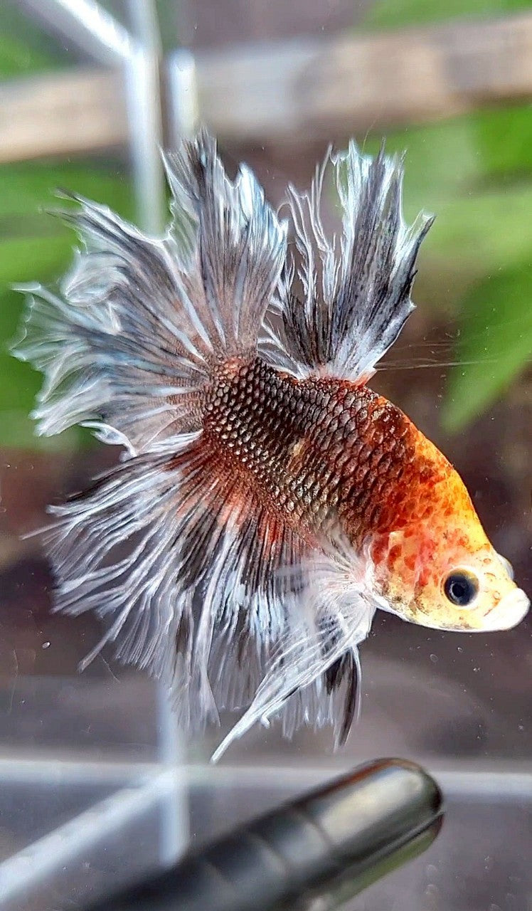 BONSAI HALFMOON FEATHER TAIL BROWN SILVER BETTA FISH