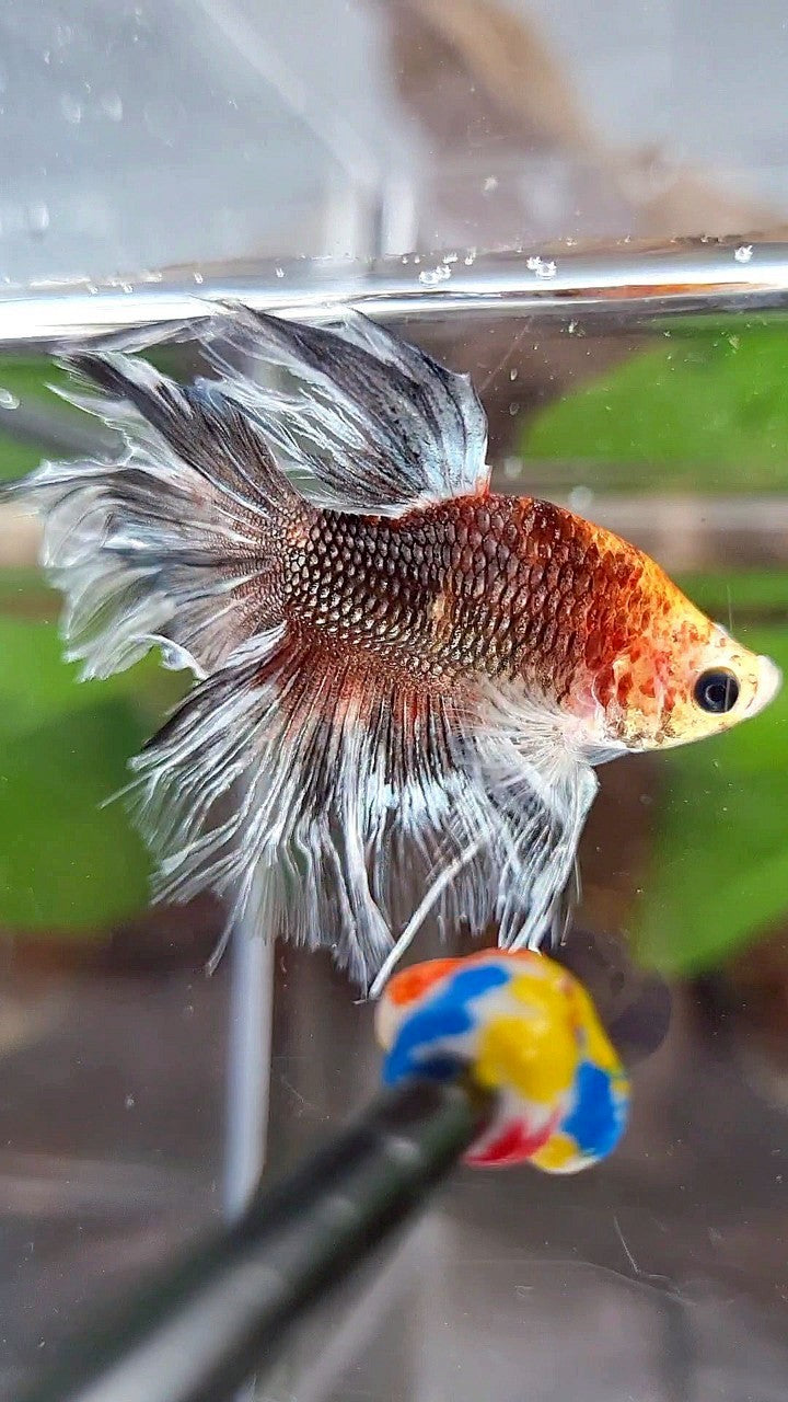 BONSAI HALFMOON FEATHER TAIL BROWN SILVER BETTA FISH