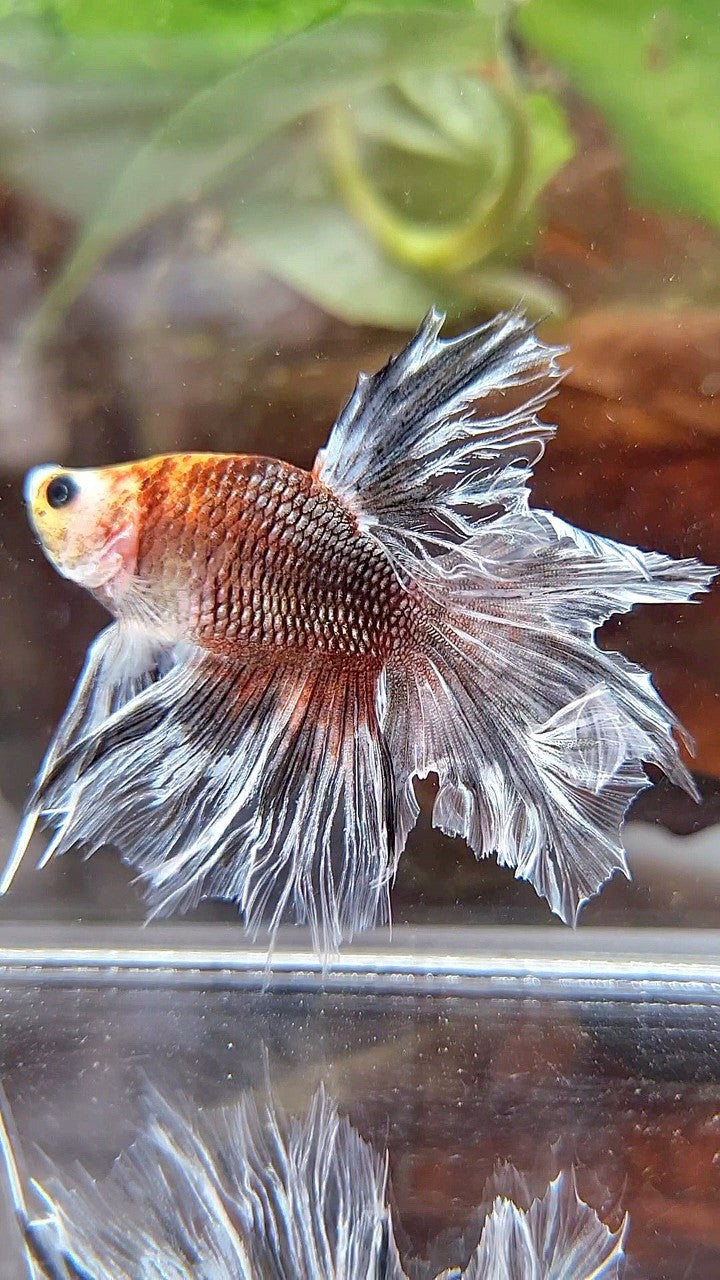 BONSAI HALFMOON FEATHER TAIL BROWN SILVER BETTA FISH