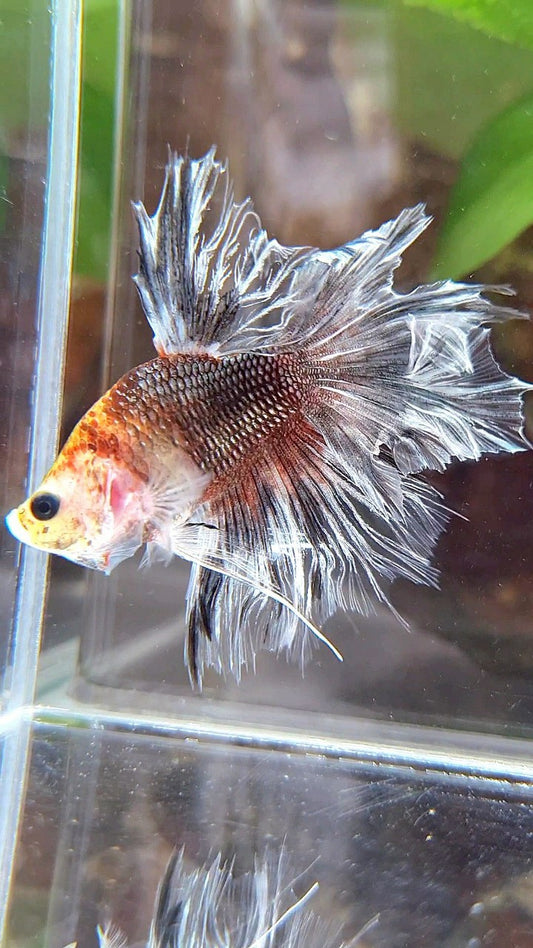 BONSAI HALFMOON FEATHER TAIL BROWN SILVER BETTA FISH
