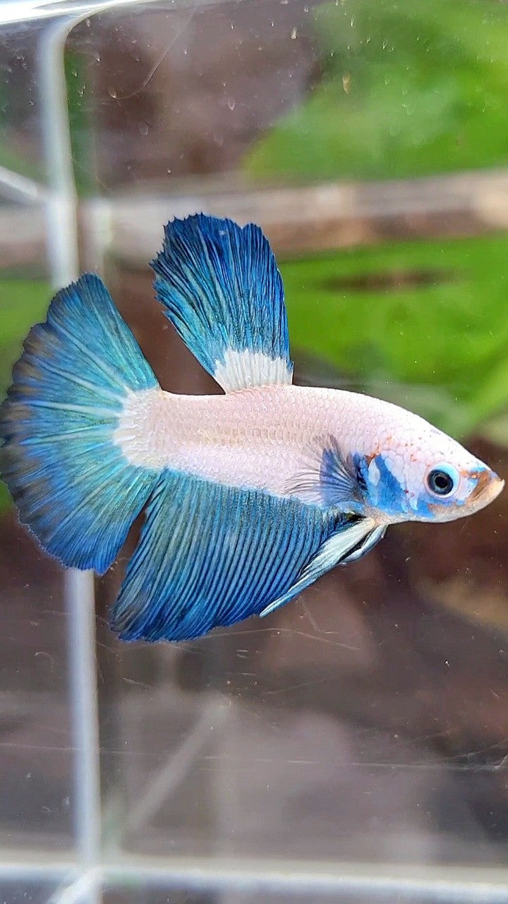 HALFMOON BLUE RIM BICOLOR BETTA FISH