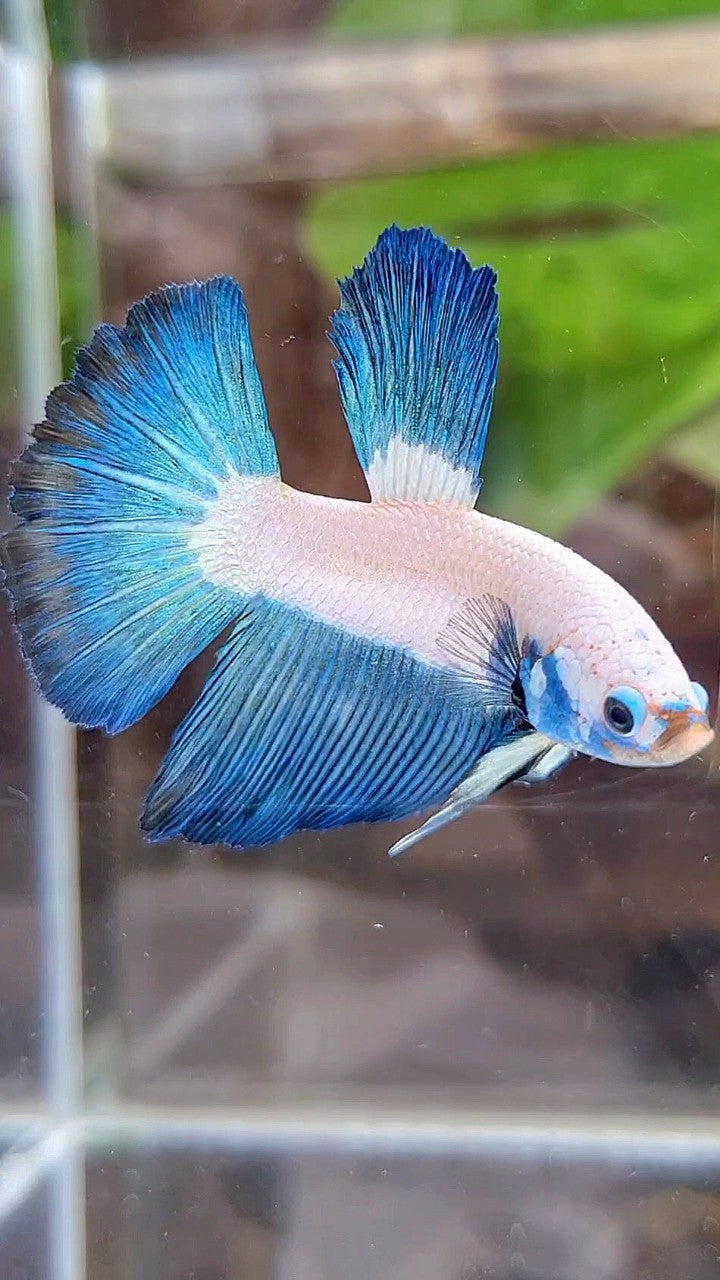 HALFMOON BLUE RIM BICOLOR BETTA FISH
