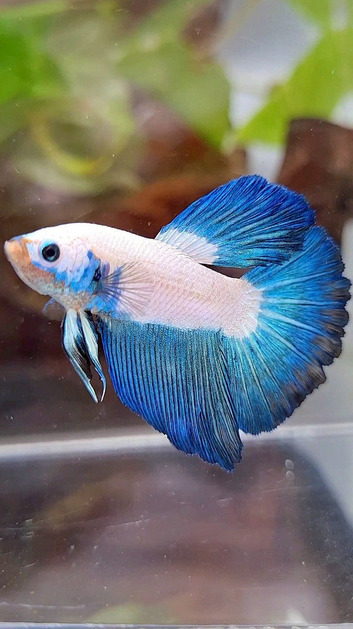 HALFMOON BLUE RIM BICOLOR BETTA FISH