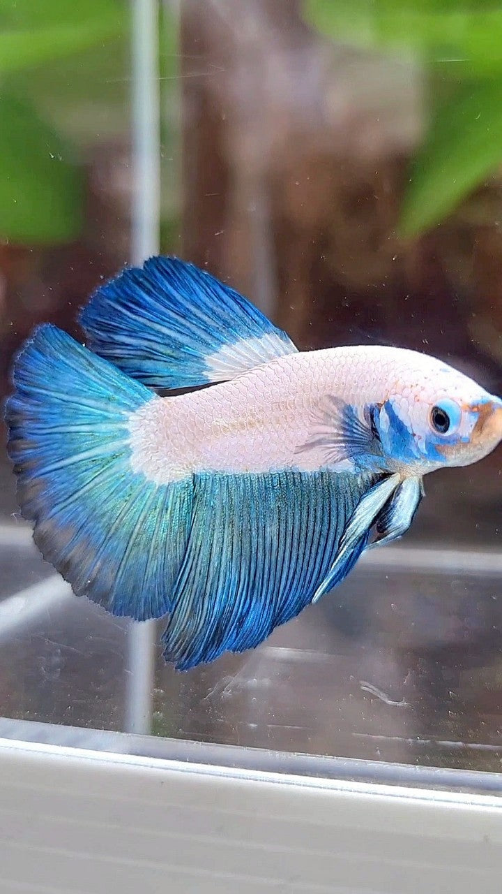 HALFMOON BLUE RIM BICOLOR BETTA FISH