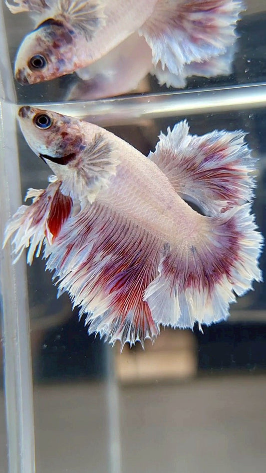 HALFMOON FEATHER TAIL BIG EAR WHITE PURPLE PATTERN BETTA FISH