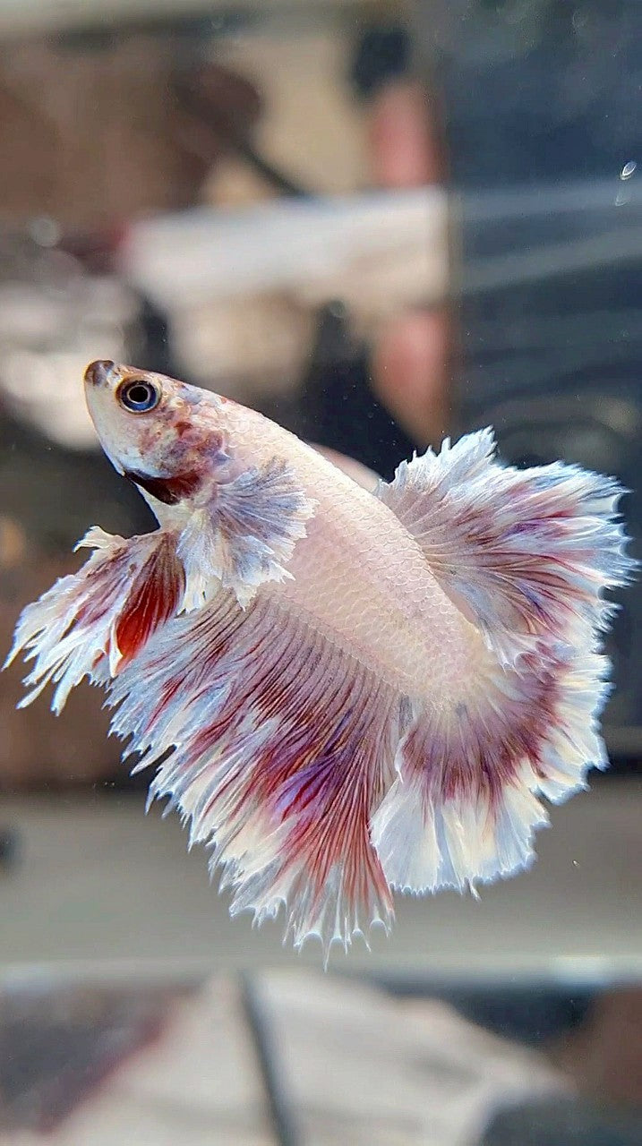 HALFMOON FEATHER TAIL BIG EAR WHITE PURPLE PATTERN BETTA FISH
