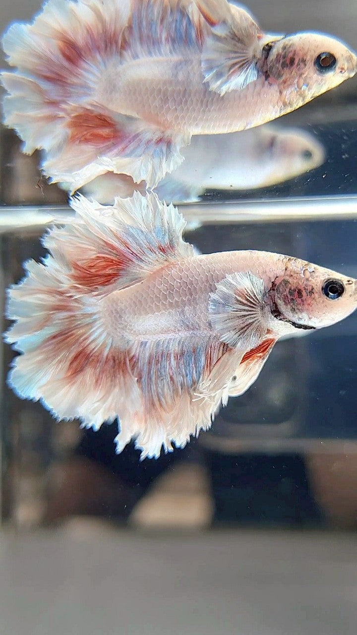 HALFMOON FEATHER TAIL WHITE RED PATTERN BETTA FISH