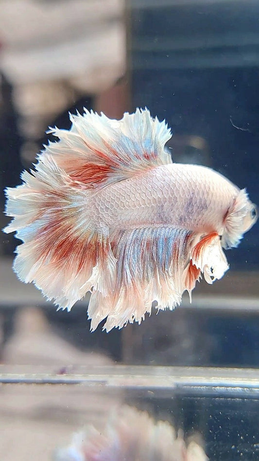 HALFMOON FEATHER TAIL WHITE RED PATTERN BETTA FISH