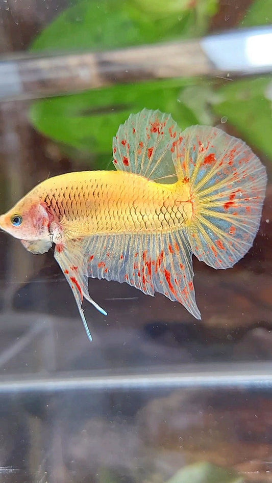 PLAKAT VANDA YELLOW BETTA FISH