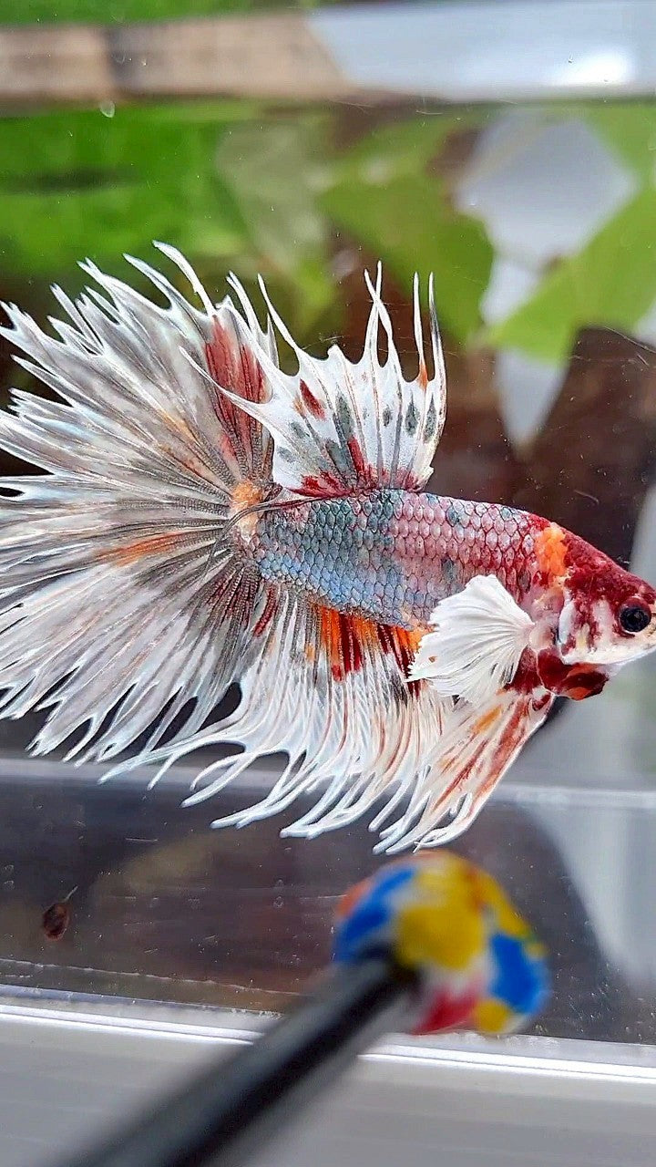 LUXURY HALFMOON CROWNTAIL DUMBO EAR WHITE COPPER MULTICOLOR FISH