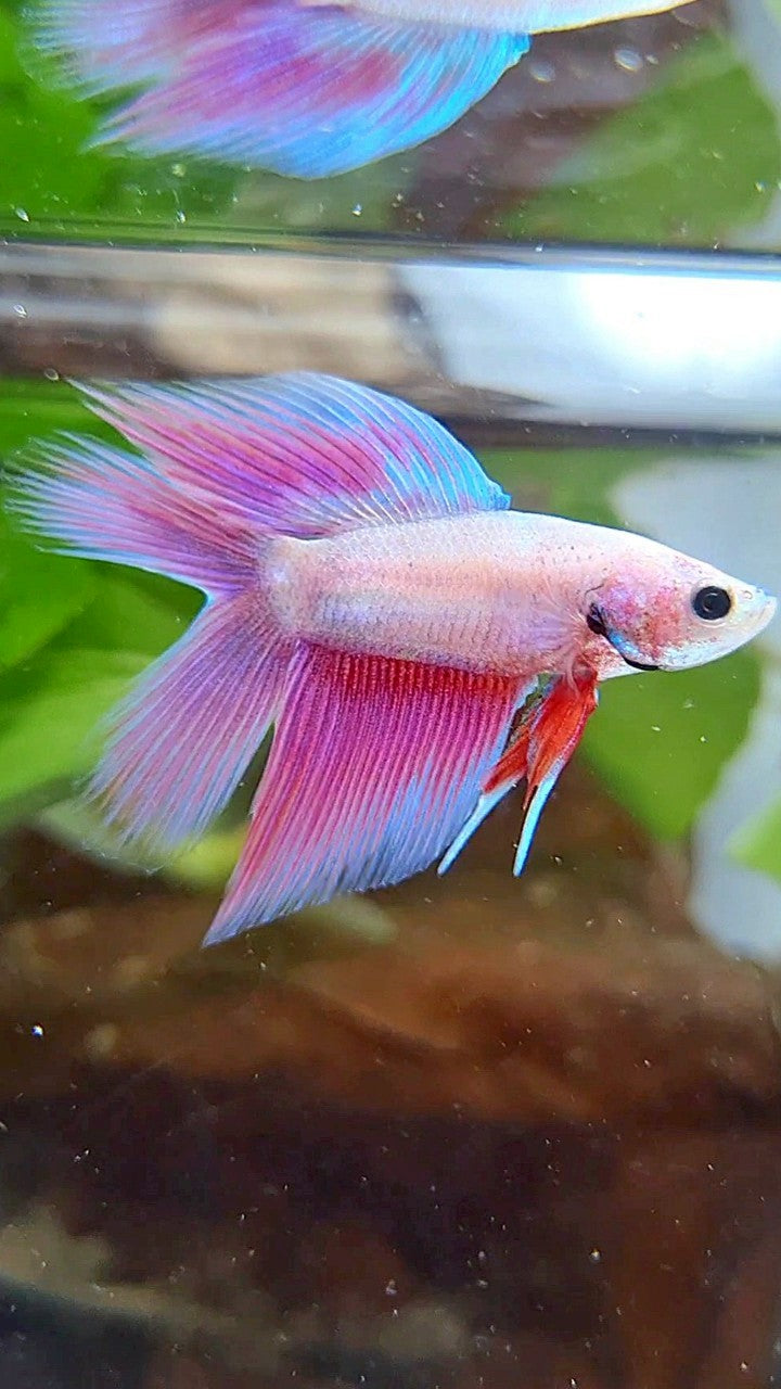 VEILTAIL DOUBLE TAIL PINK UNICORN BETTA FISH