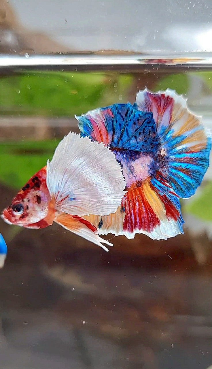 LUXURY PLAKAT SUPER DUMBO EAR RAINBOW MULTICOLOR FISH