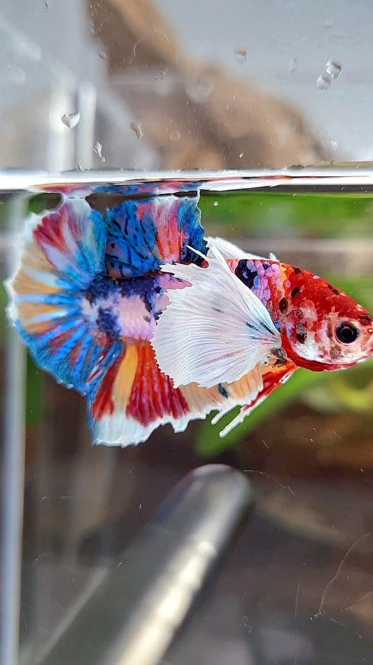 LUXURY PLAKAT SUPER DUMBO EAR RAINBOW MULTICOLOR FISH