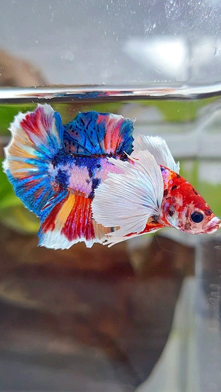 LUXURY PLAKAT SUPER DUMBO EAR RAINBOW MULTICOLOR FISH