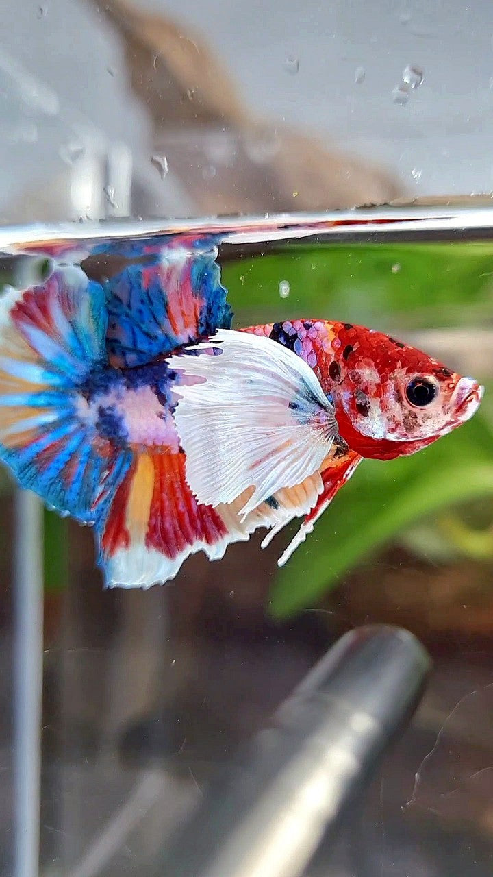 LUXURY PLAKAT SUPER DUMBO EAR RAINBOW MULTICOLOR FISH