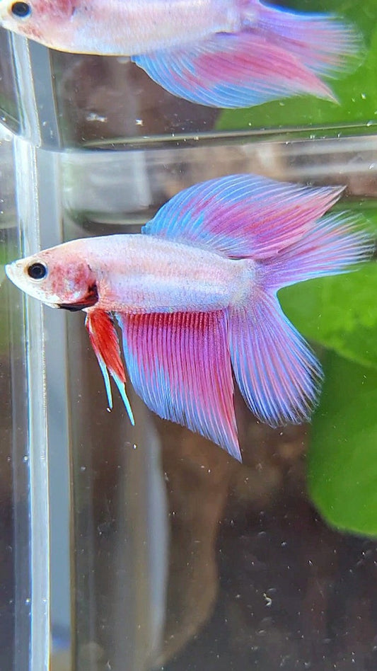 VEILTAIL DOUBLE TAIL PINK UNICORN BETTA FISH