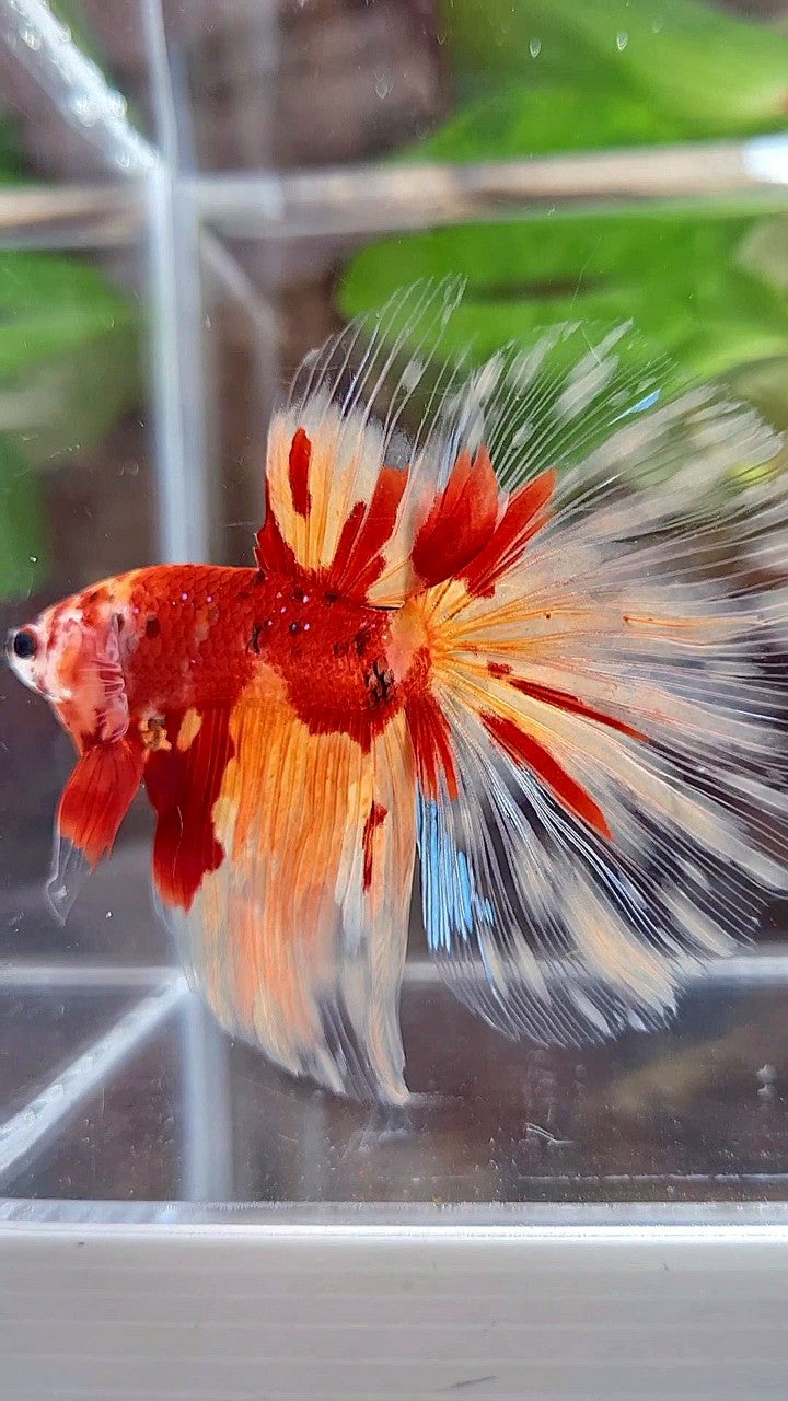 HALFMOON ROSETAIL ORANGE KOI FIRE PATTERN BETTA FISH
