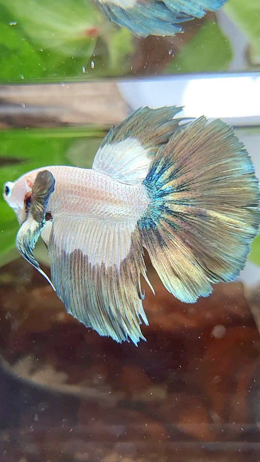 HALFMOON ROSETAIL COPPER RIM BICOLOR BETTA FISH