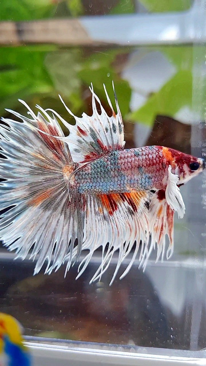 LUXURY HALFMOON CROWNTAIL DUMBO EAR WHITE COPPER MULTICOLOR FISH