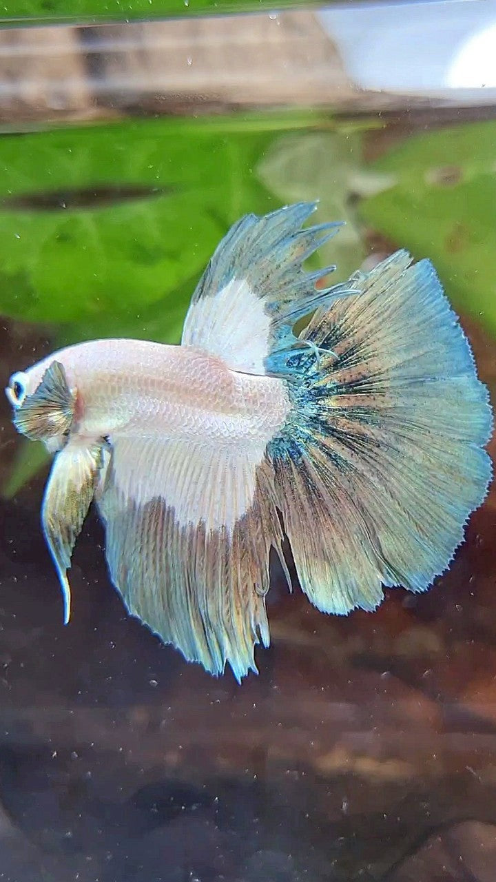 HALFMOON ROSETAIL COPPER RIM BICOLOR BETTA FISH