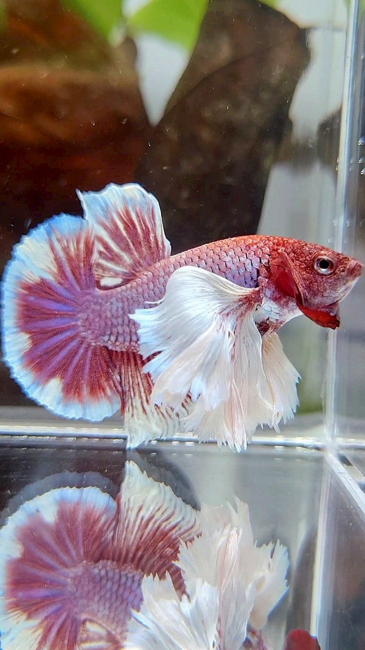 PLAKAT SUPER DUMBO EAR PURPLE RED HEAD BETTA FISH