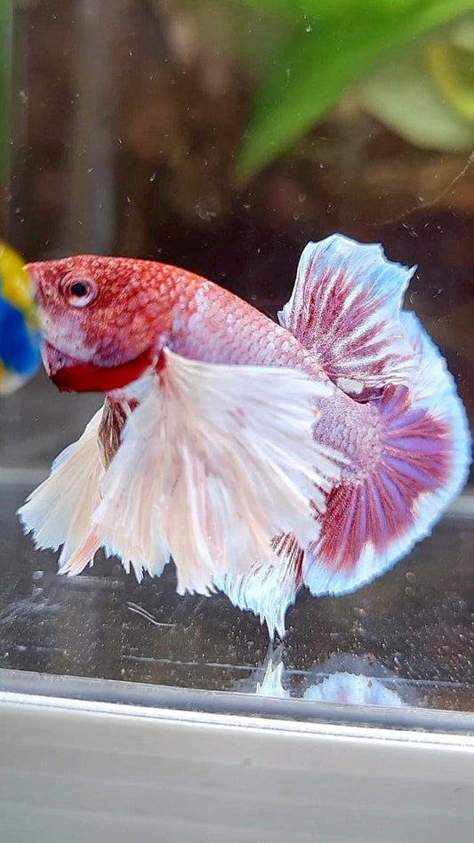 PLAKAT SUPER DUMBO EAR PURPLE RED HEAD BETTA FISH