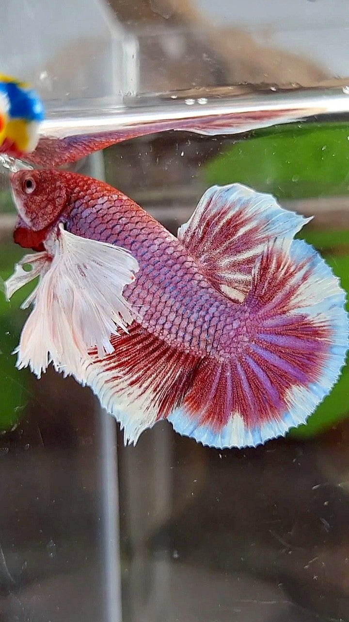 PLAKAT SUPER DUMBO EAR PURPLE RED HEAD BETTA FISH