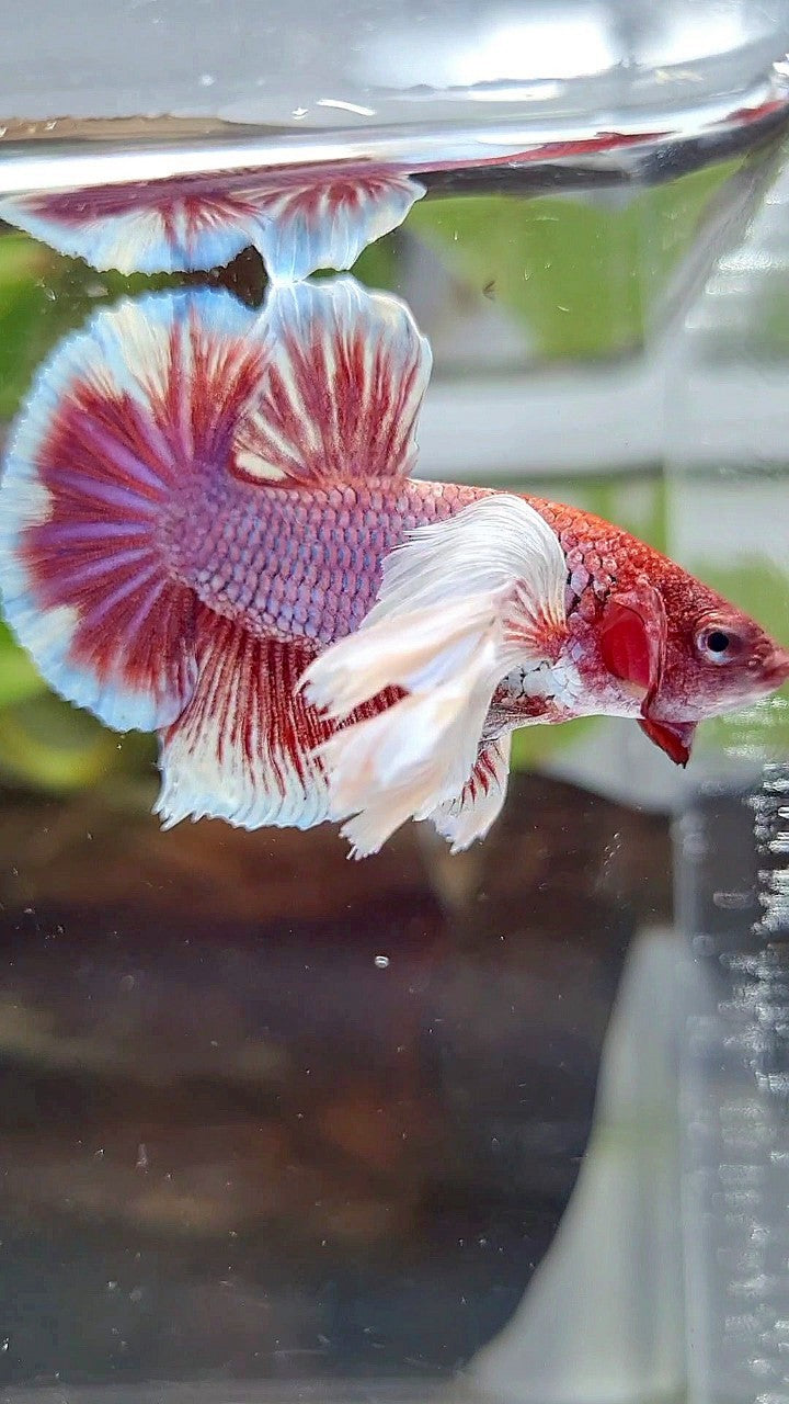 PLAKAT SUPER DUMBO EAR PURPLE RED HEAD BETTA FISH