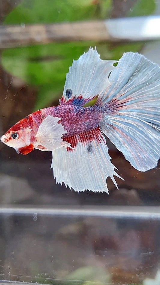 HALFMOON DUMBO EAR RED FANCY MULTICOLOR BETTA FISH