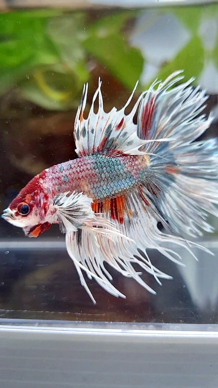 LUXURY HALFMOON CROWNTAIL DUMBO EAR WHITE COPPER MULTICOLOR FISH