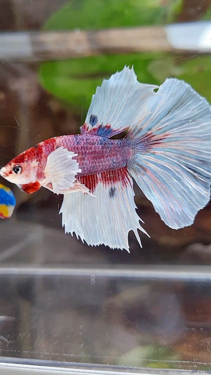 HALFMOON DUMBO EAR RED FANCY MULTICOLOR BETTA FISH